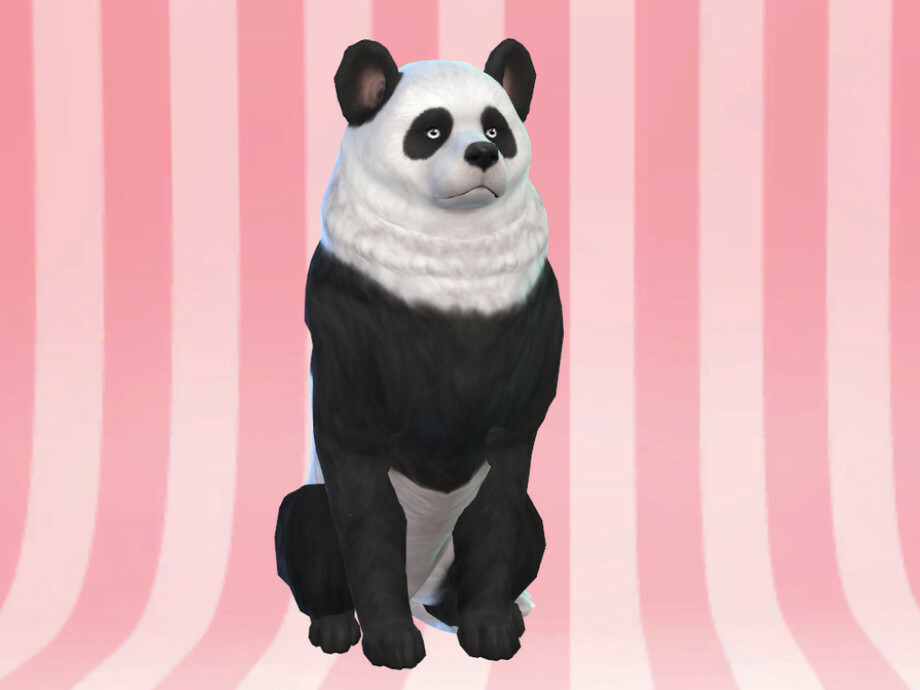 Akita Panda Dog