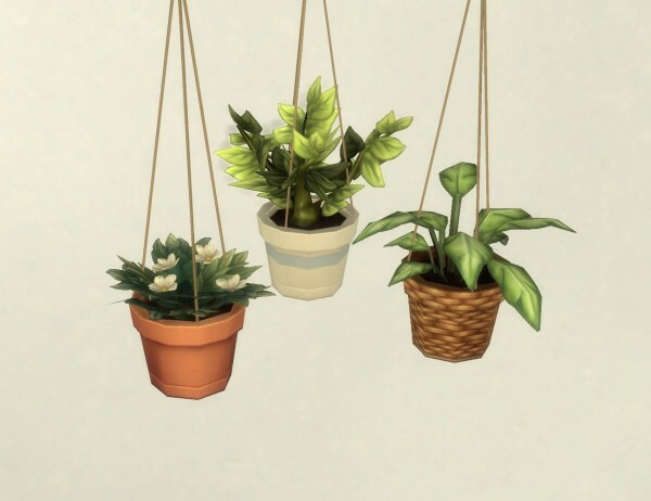 Hanging Plants