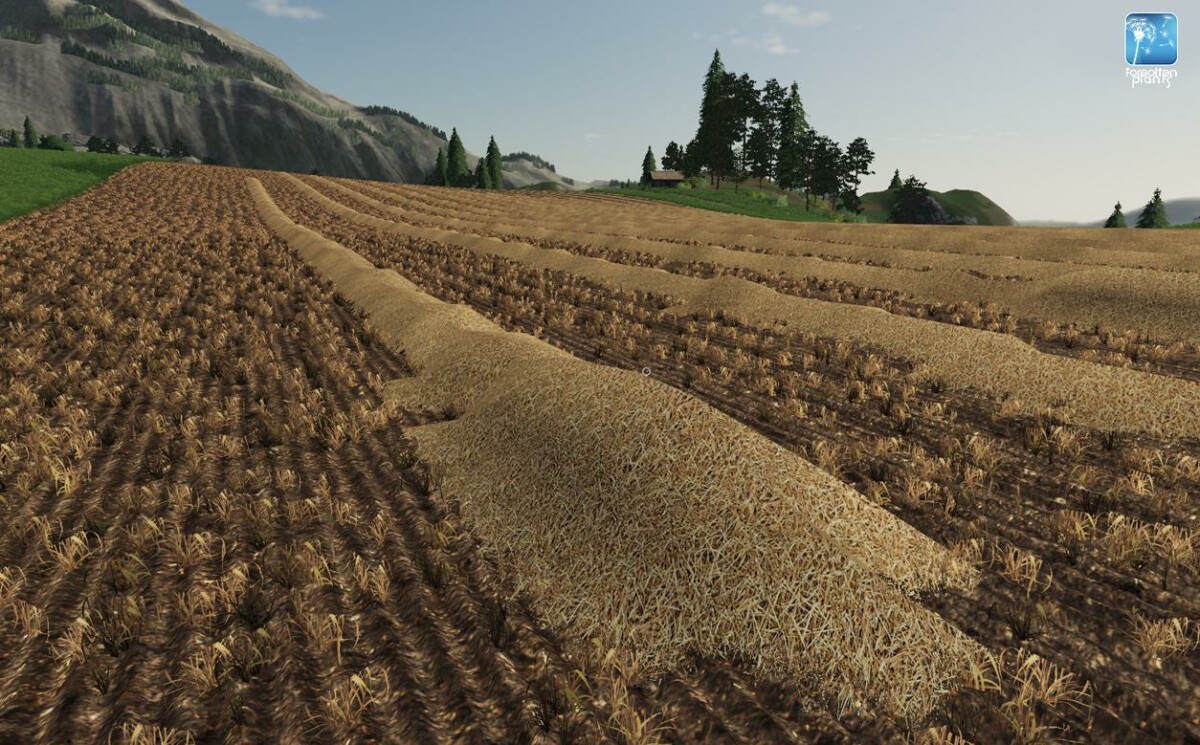 Forgotten Plants Wheat Barley
