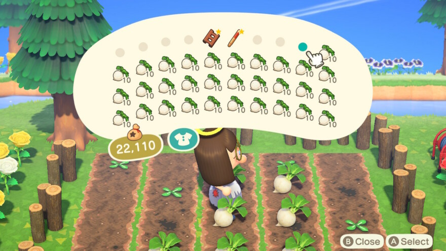 Animal Crossing Turnip Farm