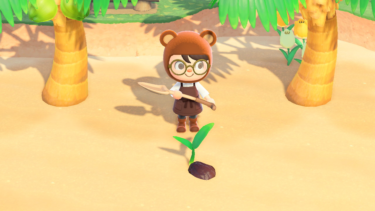 Animal Crossing Coconut Sapling Growing