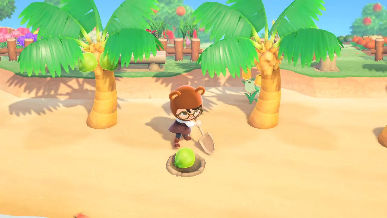Animal Crossing Planting Coconut