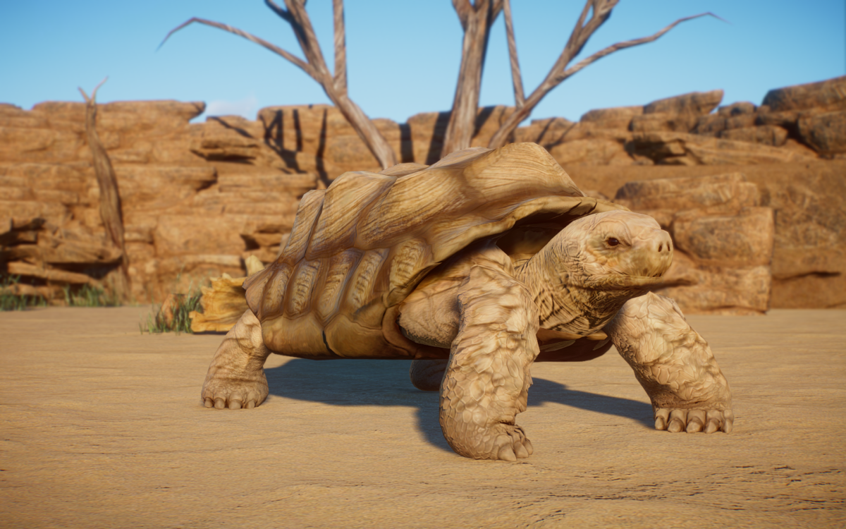 African Spurred Tortoise