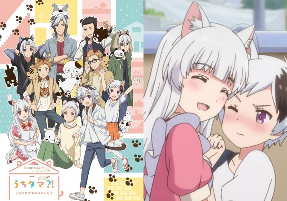 Best Cat Girl Anime Uchi Tama