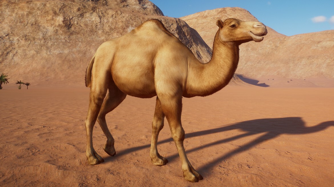 Dromedary Camel