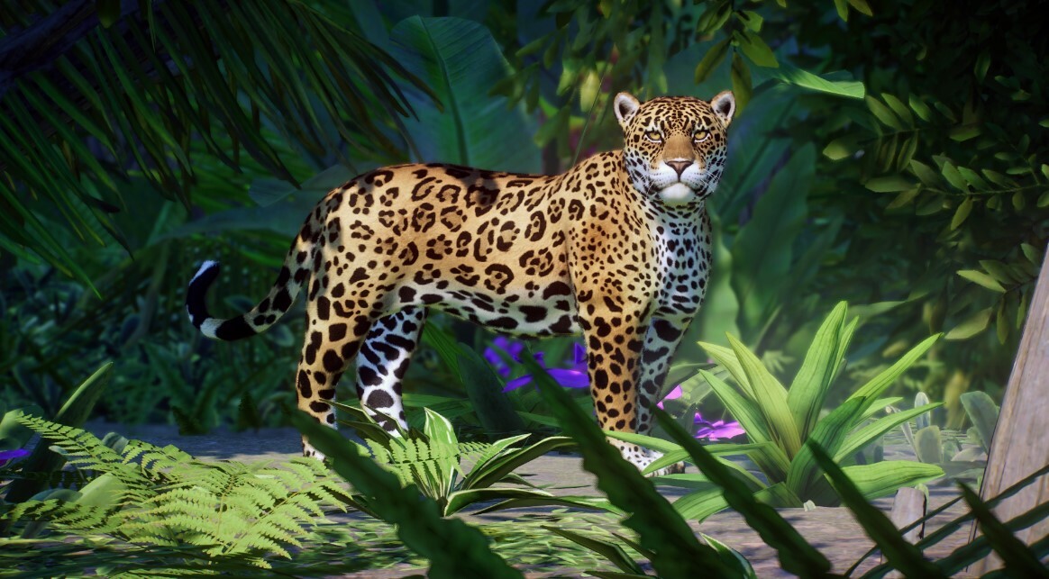 Jaguar Remaster