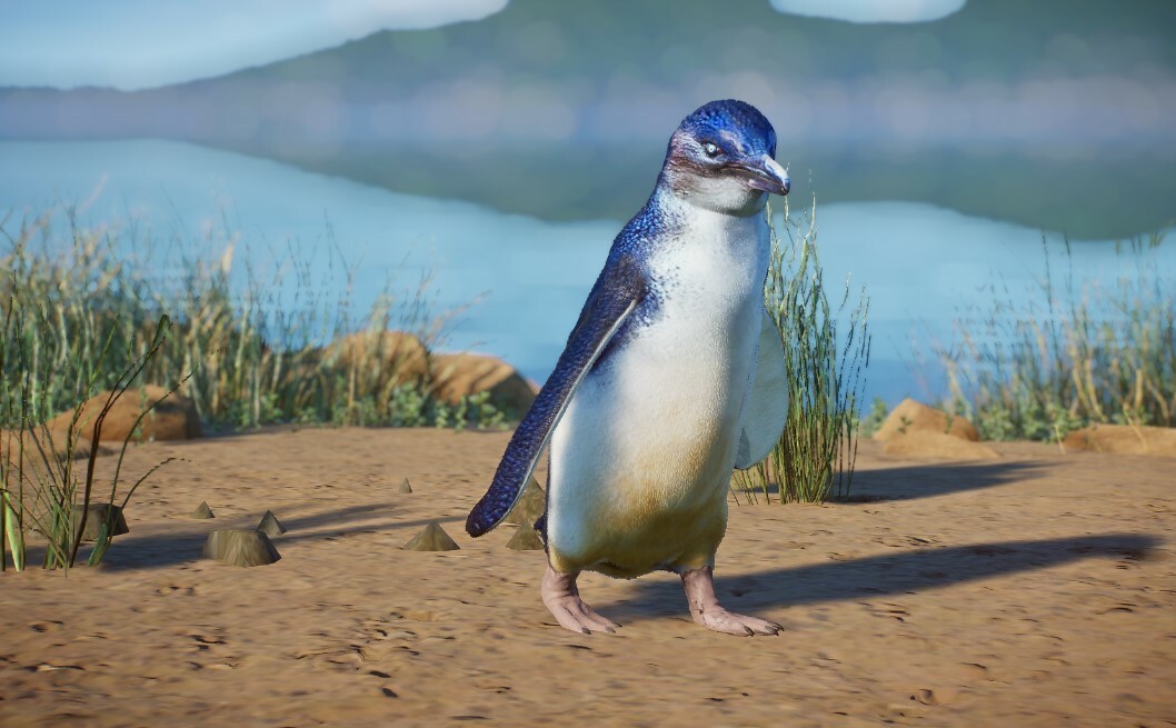 Little Blue Penguin