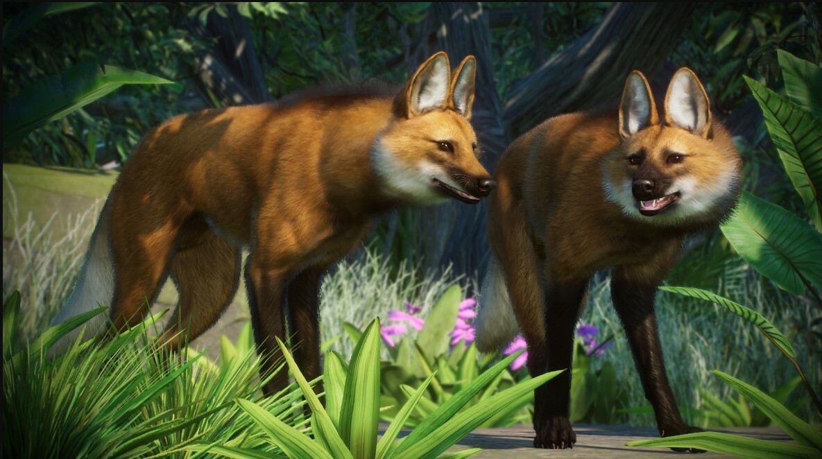 Maned Wolf