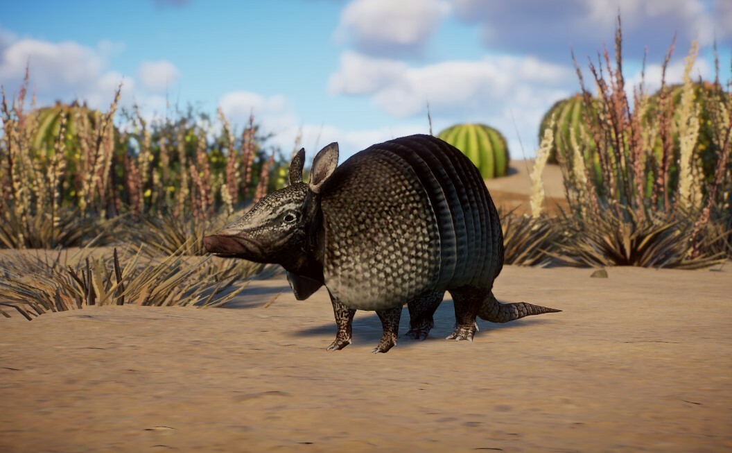 Nine Banded Armadillo