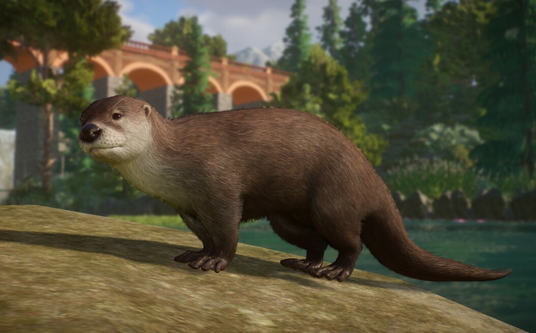 North American River Otter