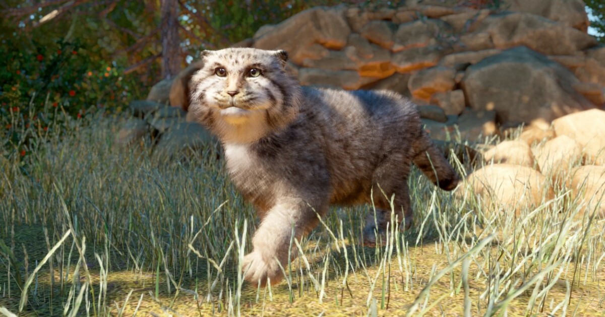 Pallas Cat