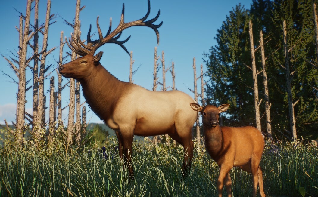 Rocky Mountain Elk