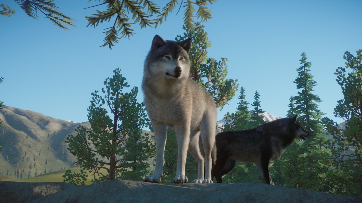 Timber Wolf Remaster And New Variants